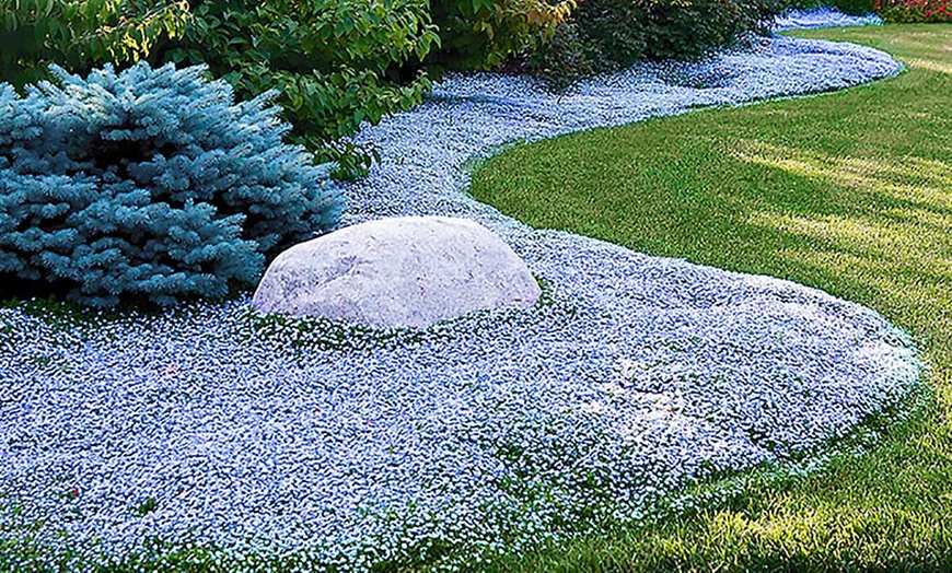 Image 1: Isotoma Blue Foot Plants