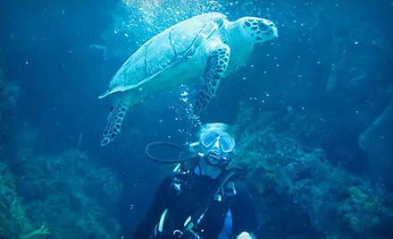 $50 for a Discover Scuba Diving Class for Two at Rena's Scuba School and Travel ($100 Value) - Primary Image