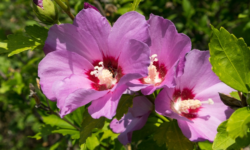 Image 9: Sun Loving Plant Collection - 5 or 10 Potted Plants