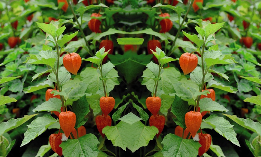 Image 4: Three or Six Physalis Chinese Lantern Plants