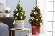 Flower Delivery and Gift Delivery from ProFlowers (Up to 50% Off)   - Second Medium