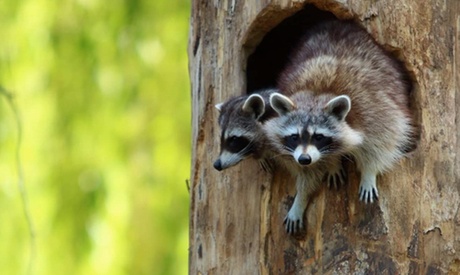 1 entrée pour enfants de 3 à 18 ans ou 1 entrés pour adulte au parc animalier NaturOparc