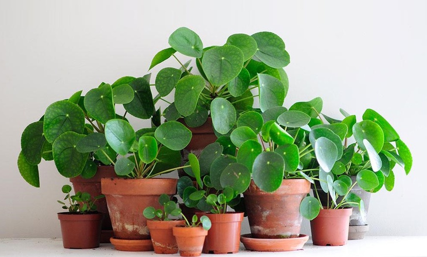 Image 5: Lot de plantes Pilea