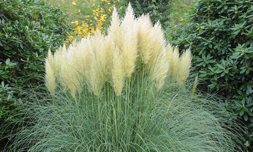 Image 1: White Pampas Grass