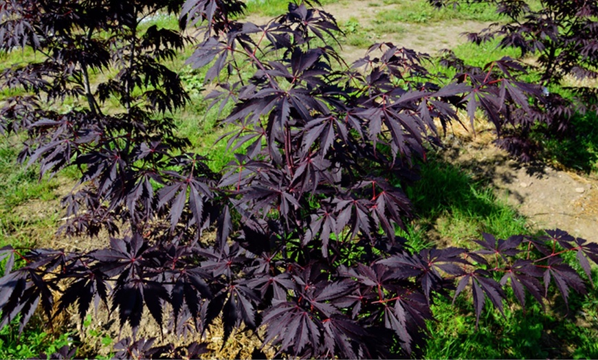 Image 3: Acer palmatum Black Lace