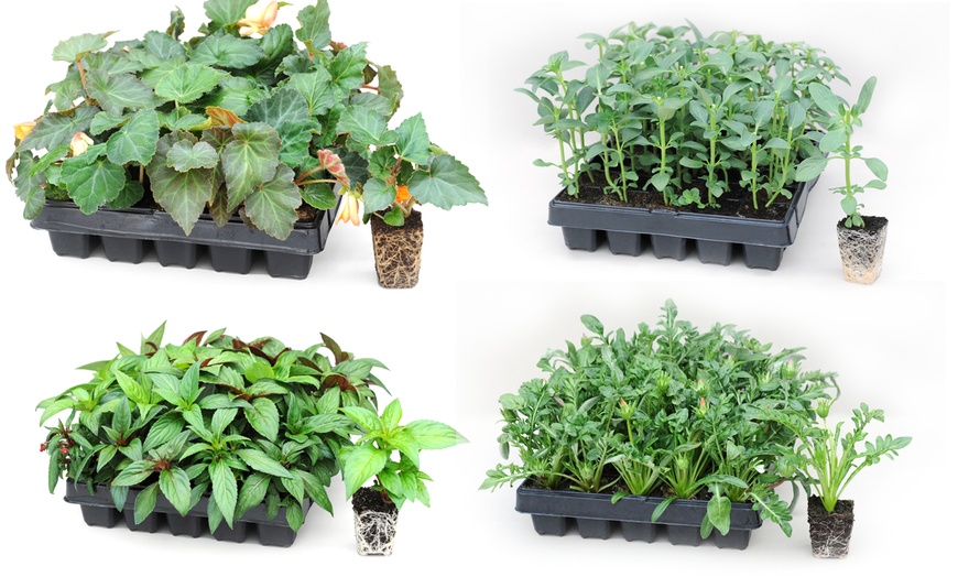 Image 9: Garden-Ready Plug Plants