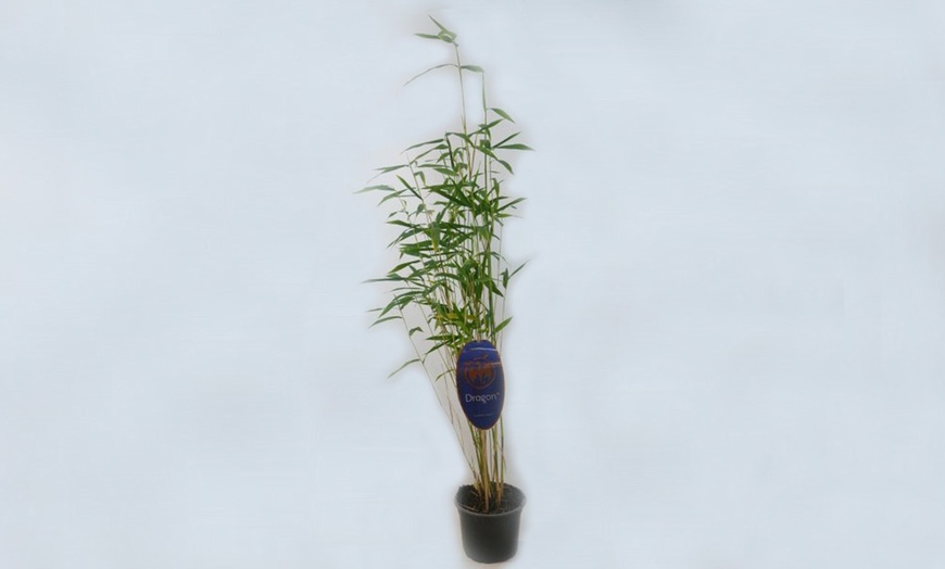 Image 4: 2 Litre Potted Blue Bamboo