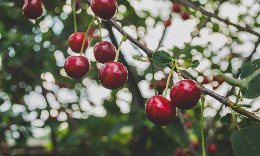 Image 3: Orange, NSW: One-Day Cherry Picking Tour