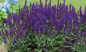 Salvia Nemorosa 'Salvatore Deep Blue' , 12, 24 or 48 Plants