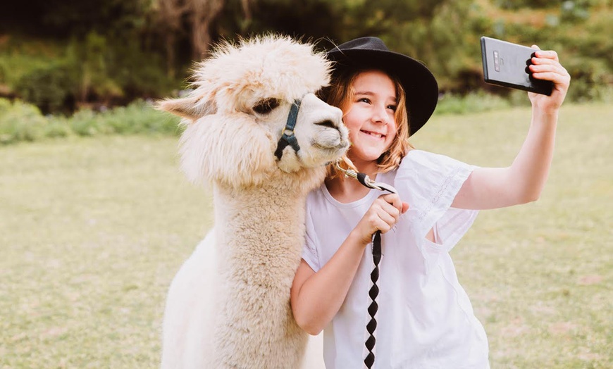 Image 1: 30-Minute Alpaca Experience at Mountview Alpaca Farm