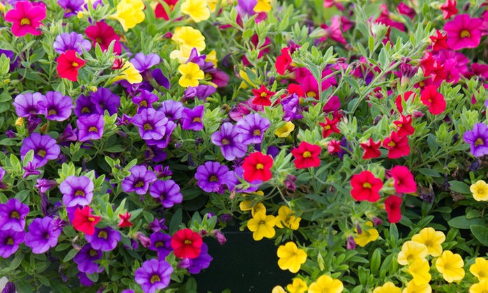 Garden Ready Trailing Petunia | Groupon