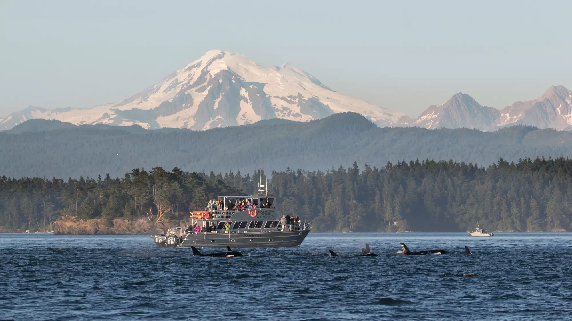 Whale Watching Tour with Guaranteed Sightings