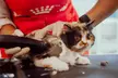 Basic or Full Grooming for Cats or Dogs at Pets Habitat (Up To 51% Off) - Image 2