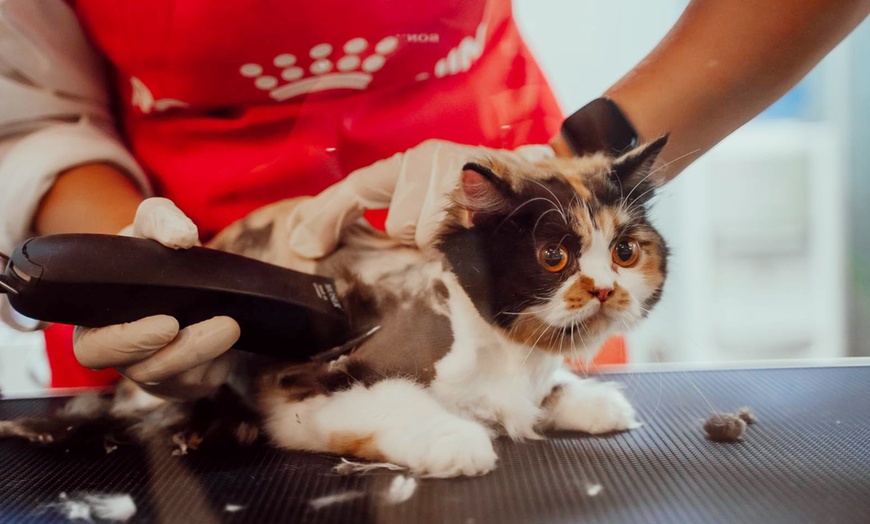 Image 2: Basic or Full Grooming for Cats or Dogs at Pets Habitat