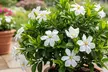 Gardenia Flowering Shrubs - Fragrant, Showy White Blooms, Hardy & Low-Maintenance Outdoor Plants, Free Shipping (Up to 15% Off) - Second Medium