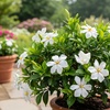 Image 4: Gardenias in Quart, 1 Gallon, and 3 Gallon Sizes with Free Shipping (Up to 24% Off)