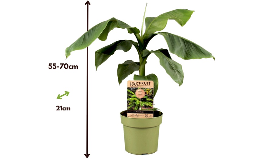 Image 5: Rootz Set of Two Musa Basjoo Hardy Banana Plants