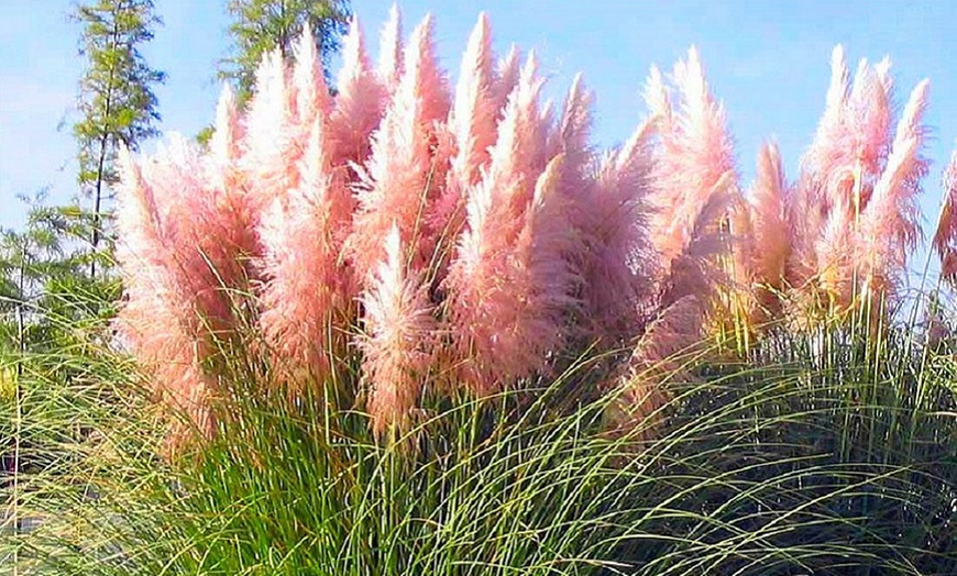 Image 2: 3 or 6 Pampas Grass Plants