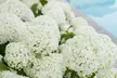Lot de 1, 2 ou 4 plantes Hortensia 'Strong Annabelle' - Second Medium