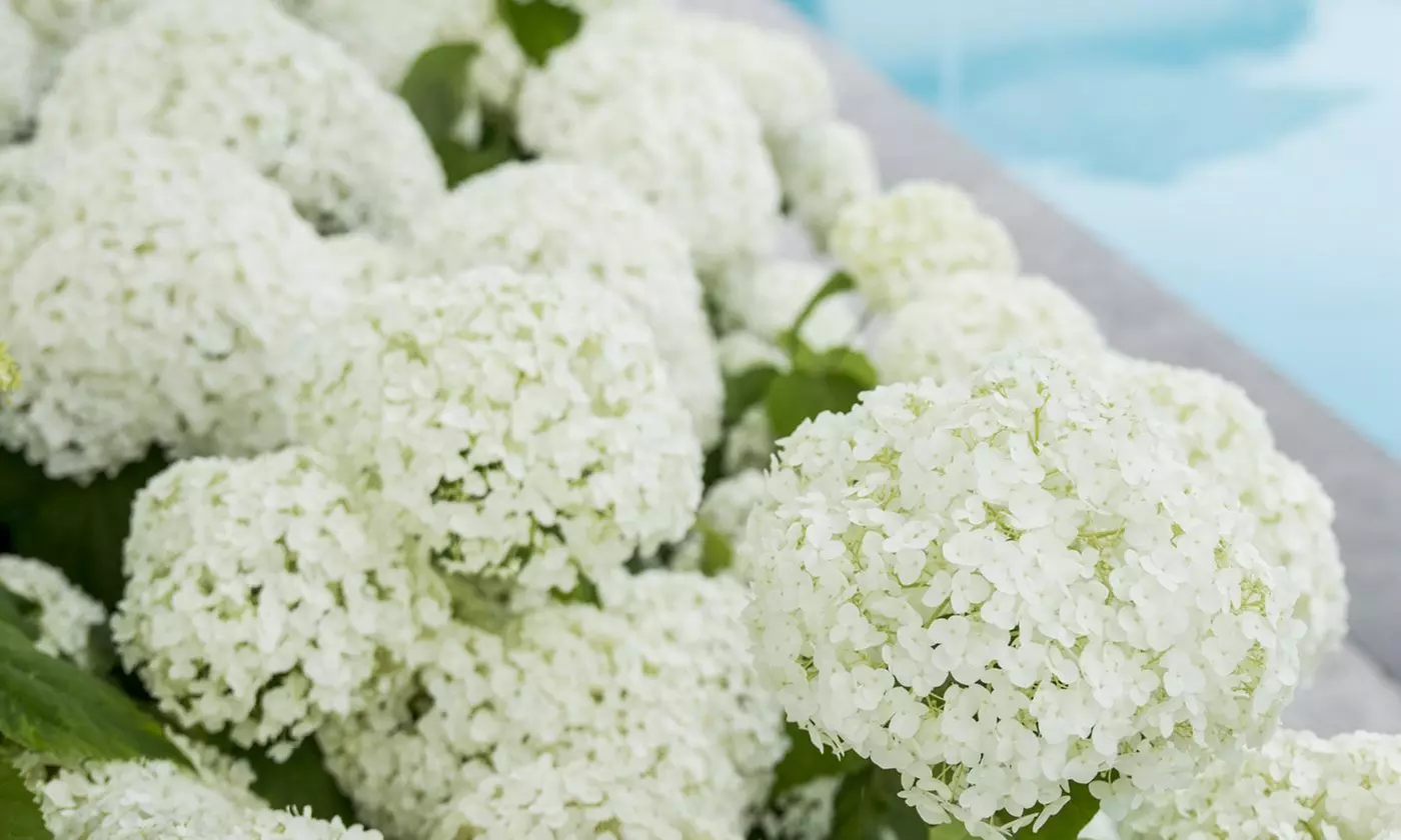 Hortensia  'Strong Annabelle'