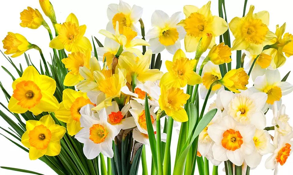 Pre-Order: Dutch Master, Pink Charm, or Mixed Daffodil Bulbs (15- or 25-Pack) - Primary Image