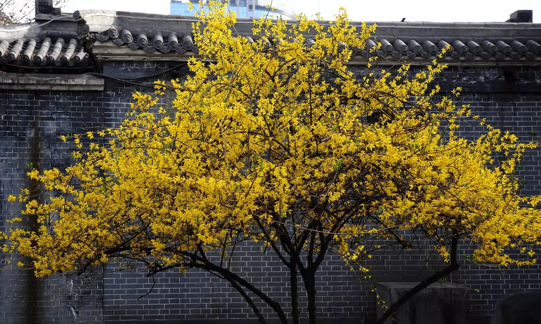 4 u 8 arbustos ornamentales exóticos; varias variedades disponibles - Primary Image