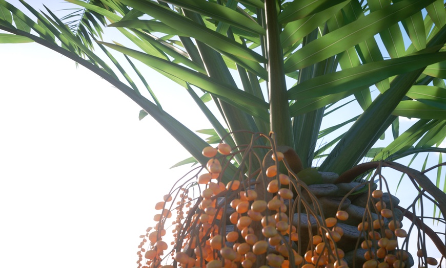 Image 5: Bis zu 4x Kanarische Dattelpalme „Phoenix Canariensis"