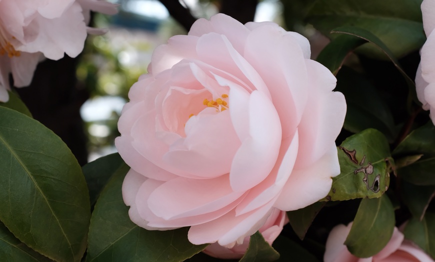 Image 9: 3 o 6 piante di Camelia Japonica