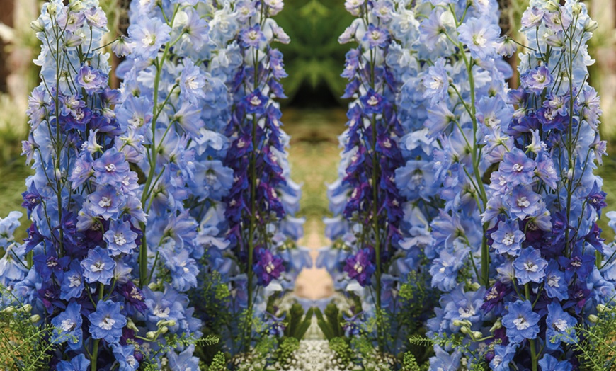 Image 2: Hardy Delphinium Mixed Plants