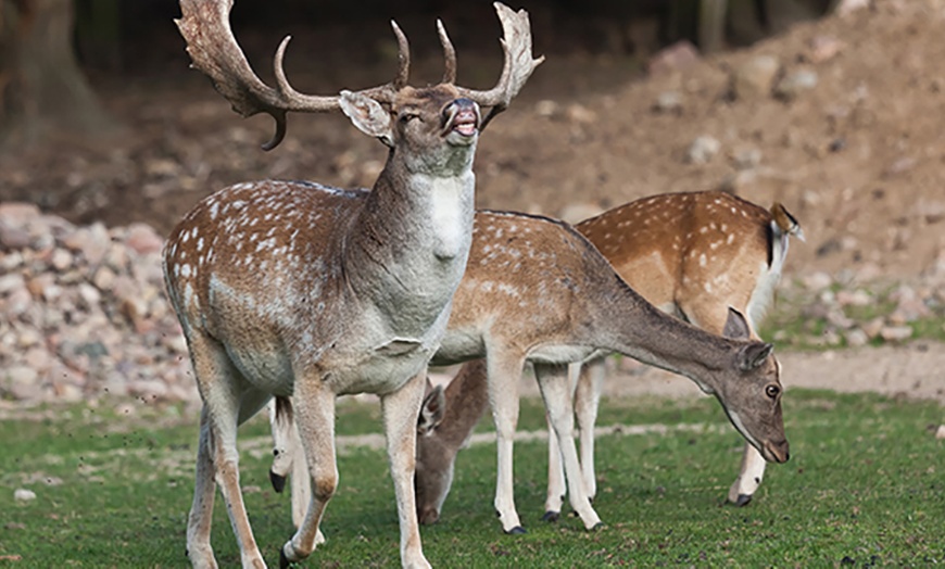 Image 2: Entdecke Wildtiere hautnah: Eintritt Wildpark Johannismühle