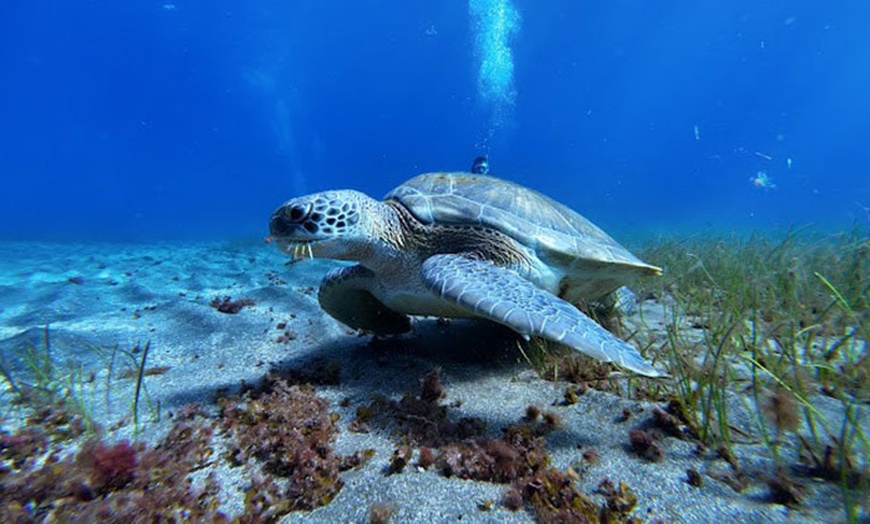 Image 2: Hasta 24% de dto. en Submarinismo en Scuba Point Diving Tenerife