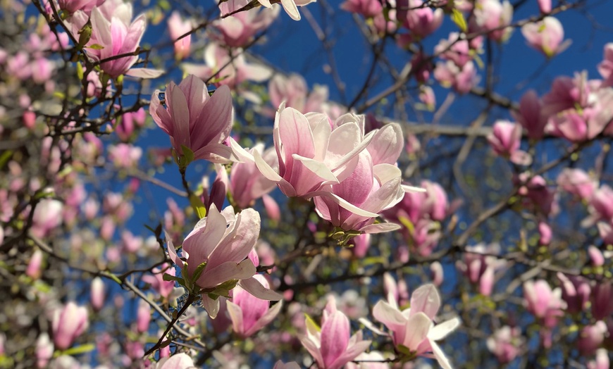 Image 11: 3x oder 6x Magnolien