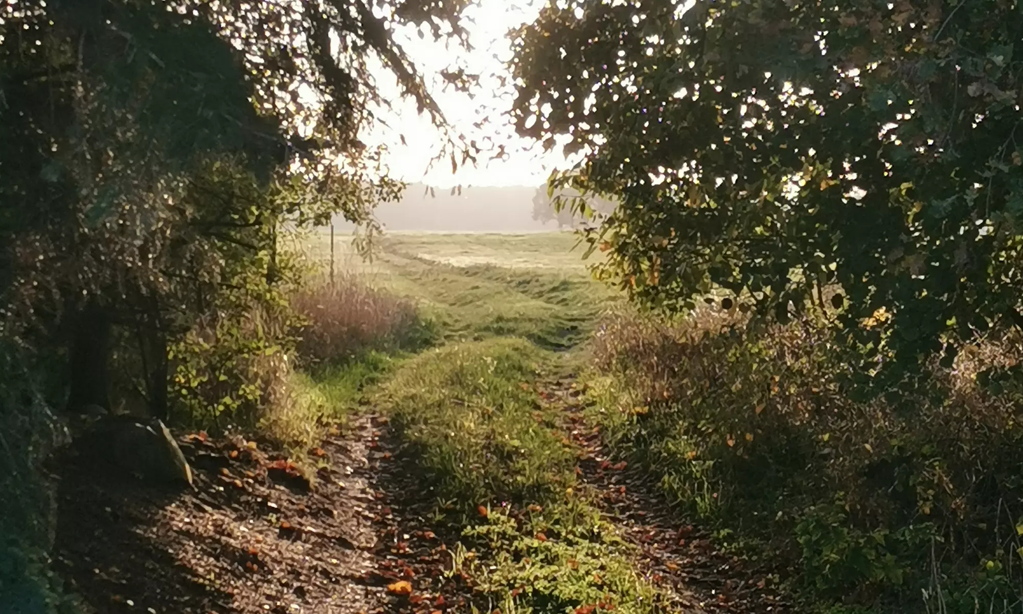 Alpaka- und Lama-Wanderung