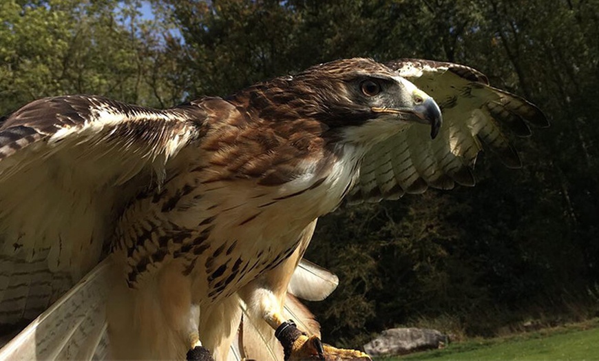 Image 3: Two-Hour Owl Experience