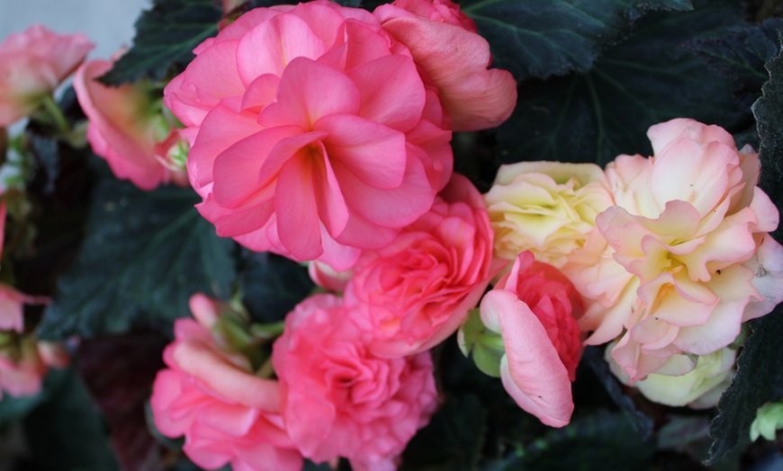 Image 3: Begonia Limitless Sunrise - 5, 10 or 20 Plants