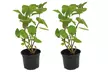 Hydrangea Paniculata 'Little Spooky' 9cm Pot - 1 or 2 Plants - Image 7
