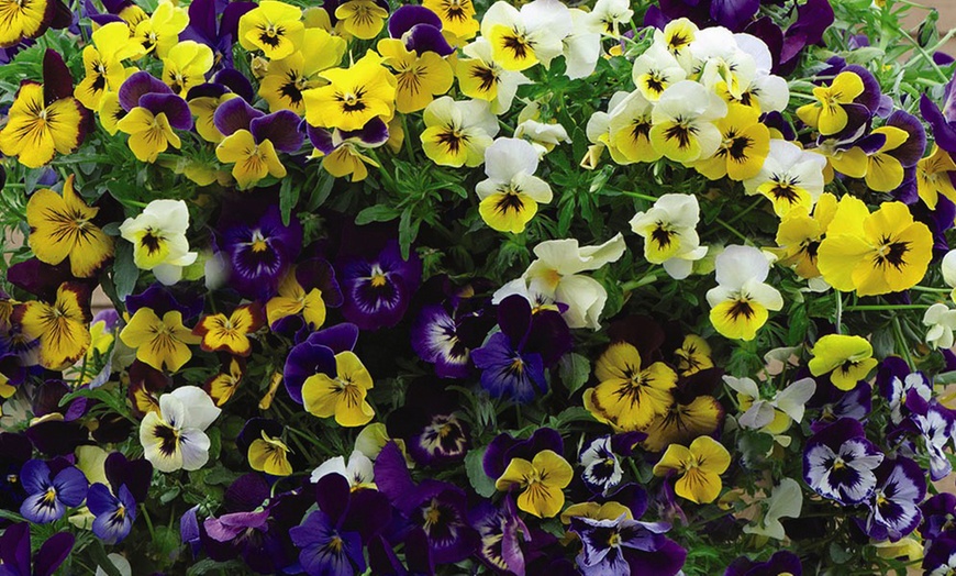 Image 5: Pansy Waterfall Mixed - 24, 48 or 72 Plants