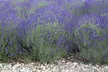 Lot de 6, 12 ou 18 plantes de lavande "Lavandula Angustifolia" - Second Medium
