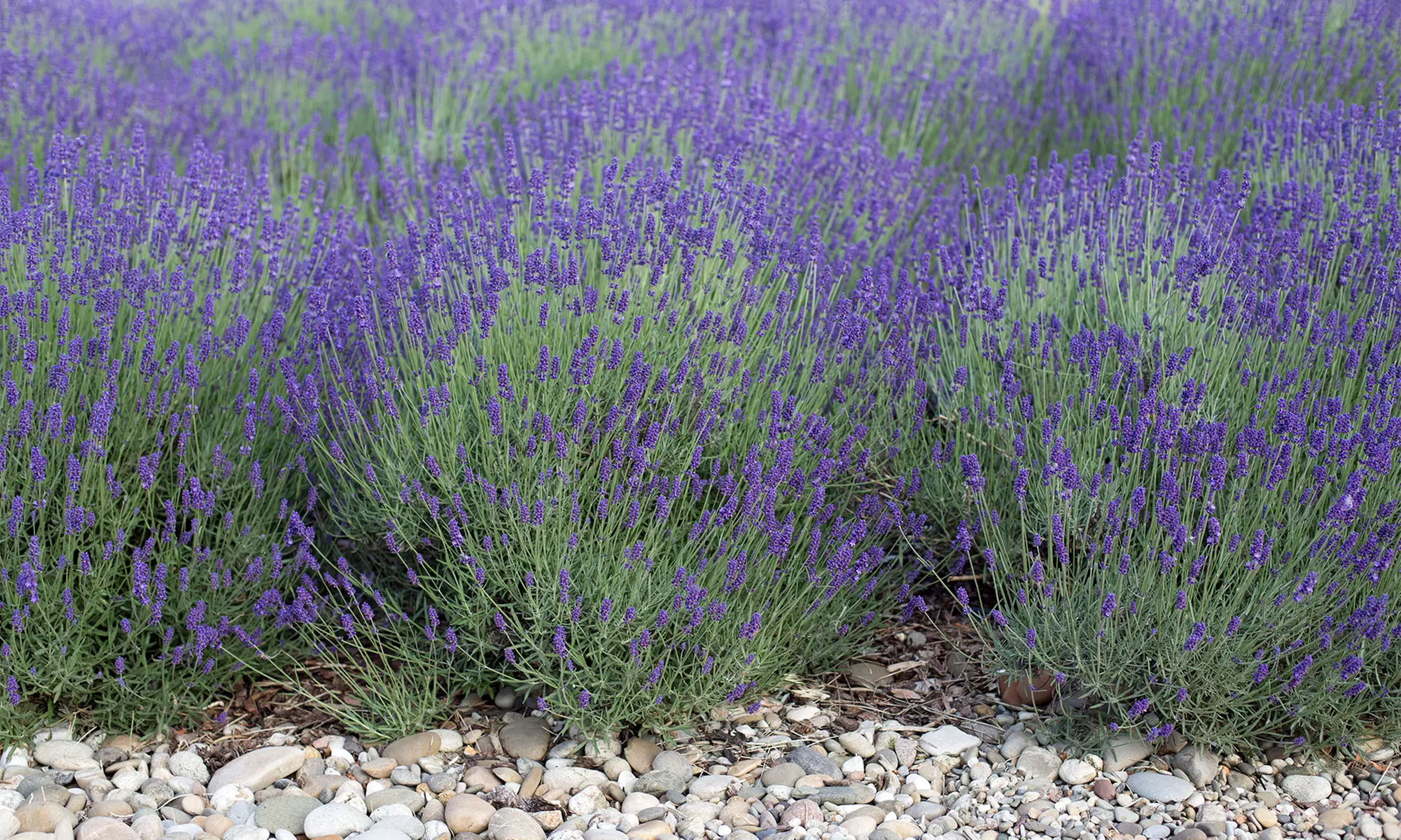 Lot de plantes de lavande