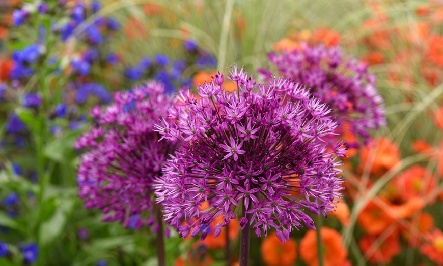 Image 2: 15 or 30 Allium Purple Sensation Bulbs