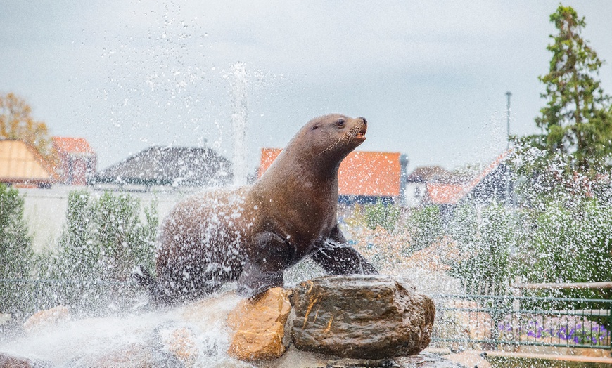 Image 4: Ontdek de dieren van de zee en neem zelf een duik in het Dolfinarium