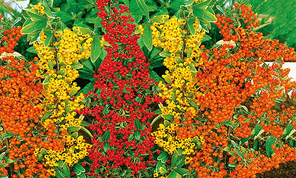 6x oder 12x Baldur Garten Feuerdorn-Hecke 'Tricolor' - Primary Image