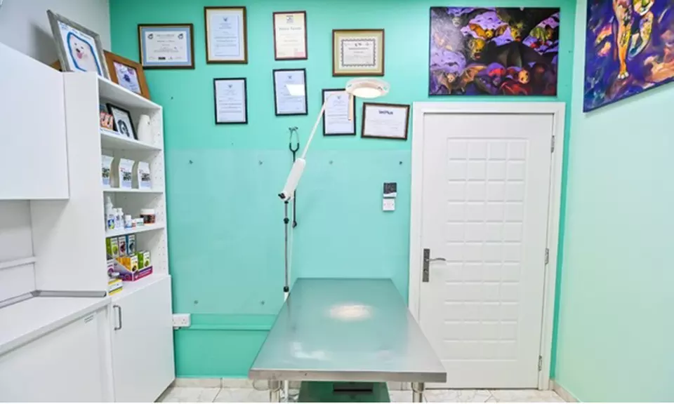 Veterinary Examination at Pet Connection Veterinary Clinic