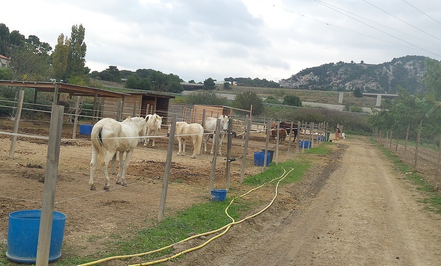 Image 2: Initiation poney pour enfants