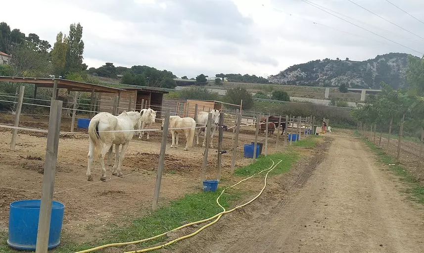1 ou 2 séances d'initiation au poney d'1h30 pour enfants aux Ecuries Blue Sky - Second Medium