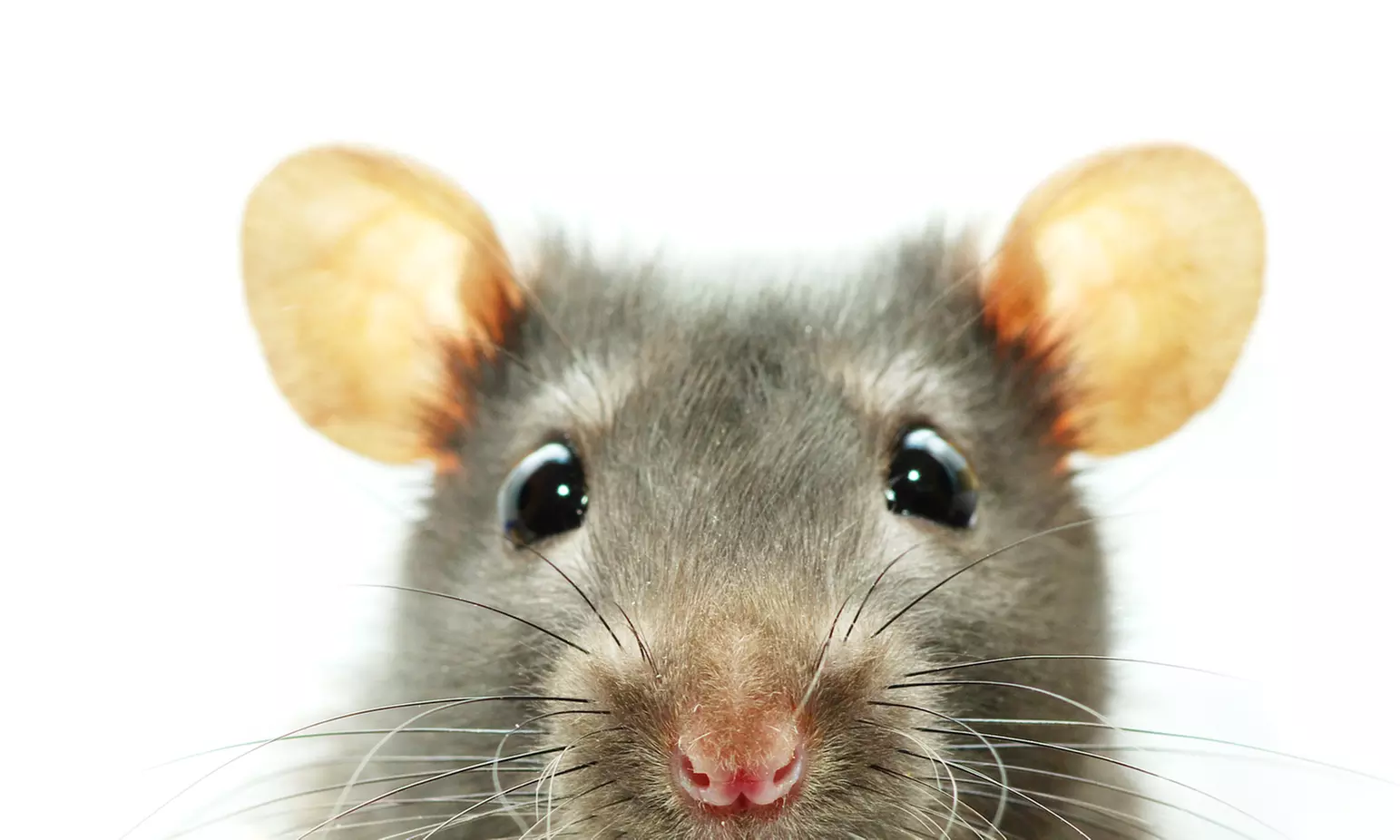 One-Week Rodent-Trapping Program and Entry-Point Inspection from Bandit Rodent & Wildlife (50% Off) - Primary Image