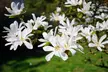Star Magnolia Collection - Three Potted Plants - Image 2