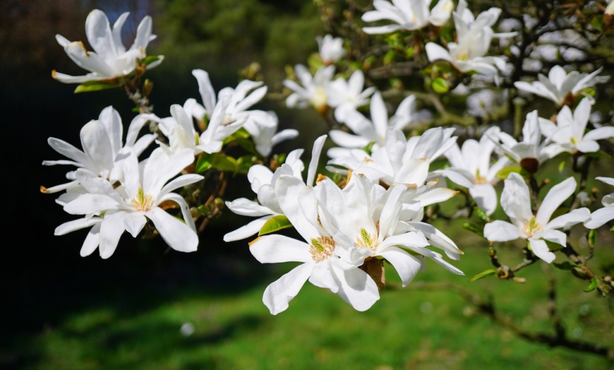 Image 2: Star Magnolia Collection - Three Potted Plants