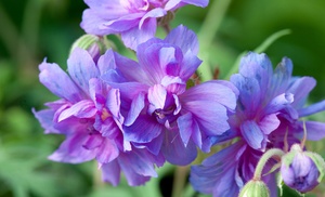 One or Three Bare roots Geranium Double Plenum Caeruleum Plant