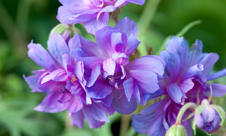 Image 1: One or Three Bare roots Geranium Double Plenum Caeruleum Plant